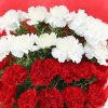 Red & White Carnation Bunch1