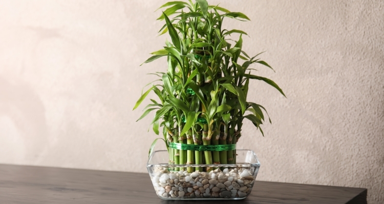 2022 10 lucky bamboo growing in water and gravel shutterstock 1232734924
