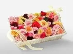 Mixed Color Roses