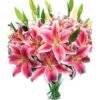 Pink Lily Flower Port