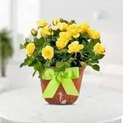 Smiles Roses
